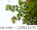 Blue autumn leaves images 120613135