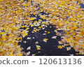 A road covered with fallen ginkgo trees 120613136