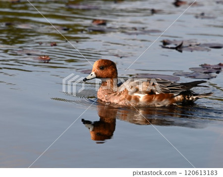 冬天荷池可愛的鴨子游泳 冬天荷池可愛的鴨子游泳 120613183