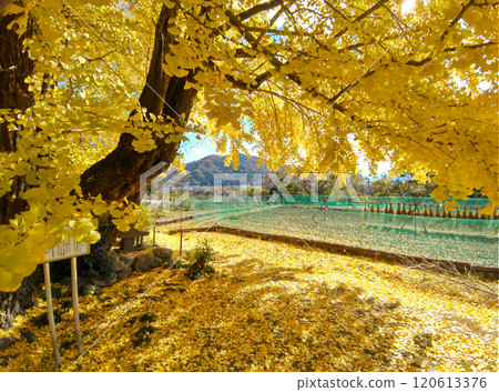 Saitama Prefecture Minanomachi Kunigami Golden Ginkgo Tree Saitama Prefecture Minanomachi Kunigami Golden Ginkgo Tree 120613376
