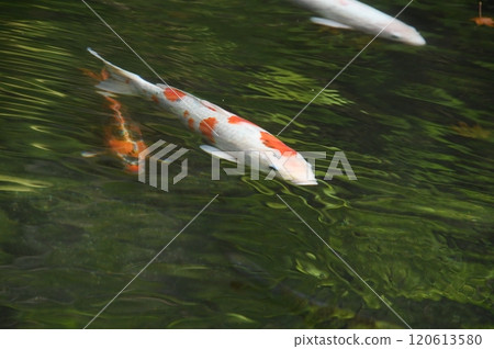 綠意盎然、鯉魚雄偉的倒影 120613580