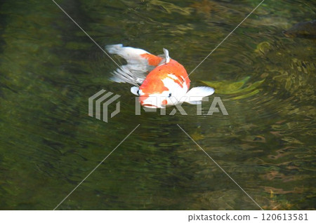 可愛的鯉魚嘴 120613581