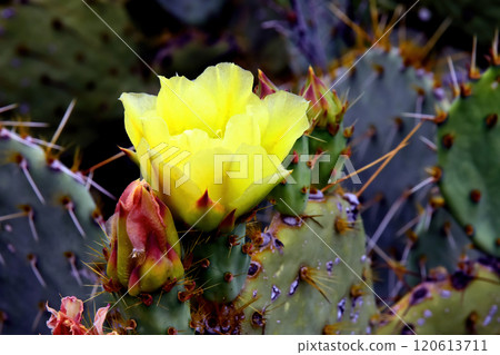 Prickly Pear Cactus Blossom Macro Prickly Pear Cactus Blossom Macro 120613711