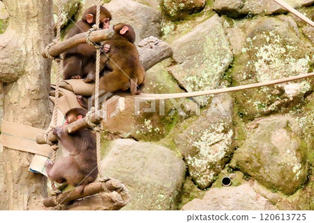 [大分縣] 高崎山自然公園的日本猴 120613725