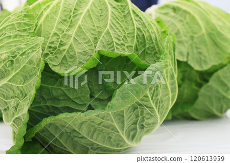 大白菜,新鮮大白菜 大白菜,新鮮大白菜 120613959