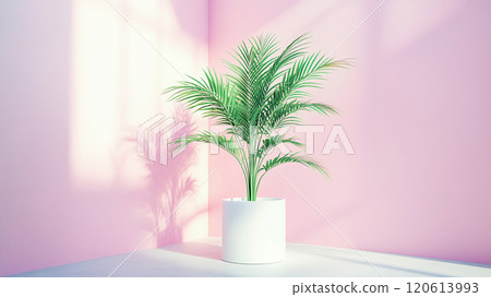 Sunlit green potted plant in minimalistic pink room interior. 120613993