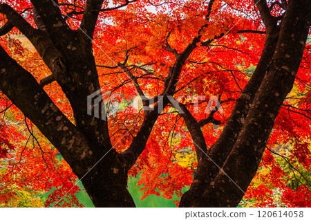 秋葉在樹幹的另一邊 120614058