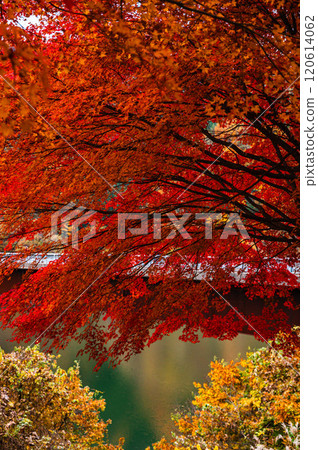 鮮紅的秋葉和紅葉湖 鮮紅的秋葉和紅葉湖 120614062