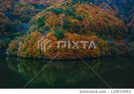 紅葉湖箕輪町的紅葉 120614063