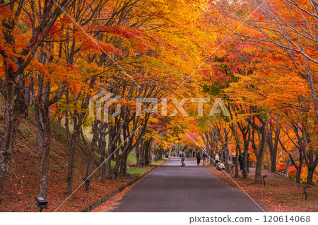 Maple Tunnel and Lake Momiji 120614068