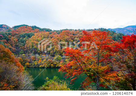秋天的楓葉湖三之輪町 120614074