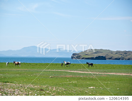 horses in the nature 120614395