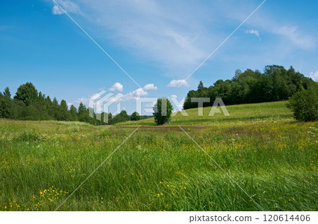Russian  summer meadow 120614406