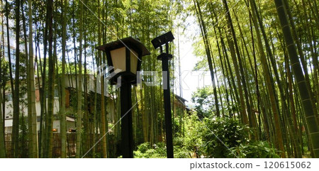 竹林小徑12 120615062