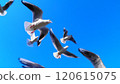 Flight of Ulysporum 120615075
