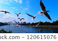 Flight of Ulysporum 120615076