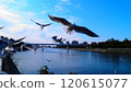 Flight of Ulysporum 120615077