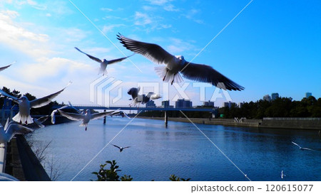 Flight of Ulysporum 120615077