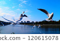 Flight of Ulysporum 120615078
