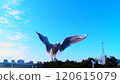 Flight of Ulysporum 120615079