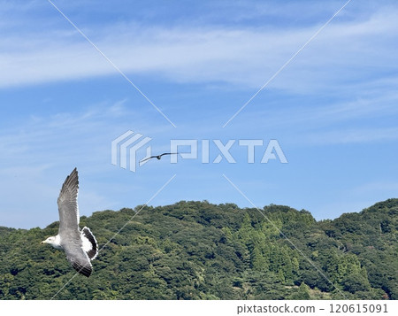 Black Tailed Gull 120615091