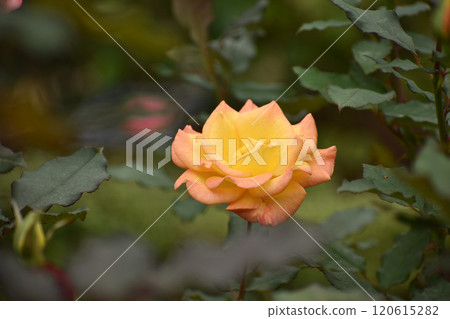 Bright orange autumn roses 120615282