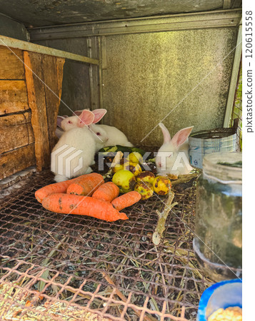 Many white small feeding rabbits on animal farm in rabbit hutch, barn ranch background. Bunny in hutch on natural eco farm. Modern animal livestock and ecological farming concept Many white small feeding rabbits on animal farm in rabbit hutch, barn ranch background. Bunny in hutch on natural eco farm. Modern animal livestock and ecological farming concept 120615558