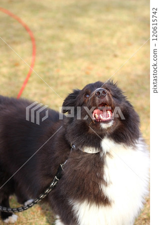 狗狗在秋季公園和廣場玩耍 狗狗在秋季公園和廣場玩耍 120615742