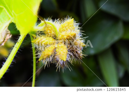 The fruit of the cucumber, Nagano Prefecture The fruit of the cucumber, Nagano Prefecture 120615845