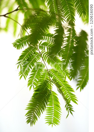 Everfresh: Green Landscapes 120616090