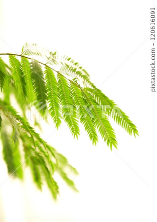 Everfresh: Green Landscapes 120616091