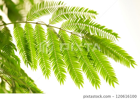 Everfresh: Green Landscapes Everfresh: Green Landscapes 120616100