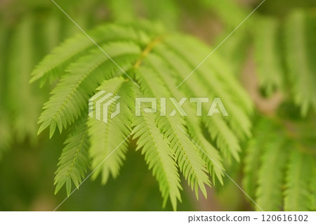 Everfresh: Green Landscapes Everfresh: Green Landscapes 120616102