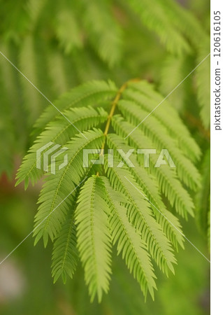 Everfresh: Green Landscapes 120616105