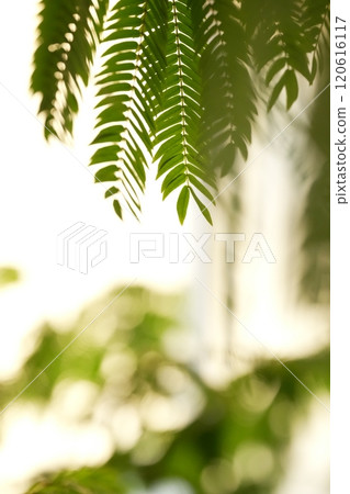 Everfresh: Green Landscapes 120616117