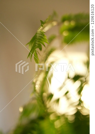 Everfresh: Green Landscapes 120616120