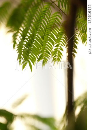 Everfresh: Green Landscapes Everfresh: Green Landscapes 120616123
