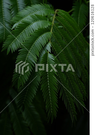 Everfresh: Green Landscapes Everfresh: Green Landscapes 120616128