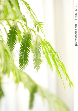 Everfresh: Green Landscapes 120616129