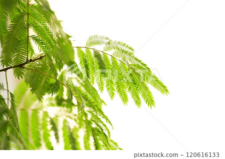 常綠景觀 常綠景觀 120616133