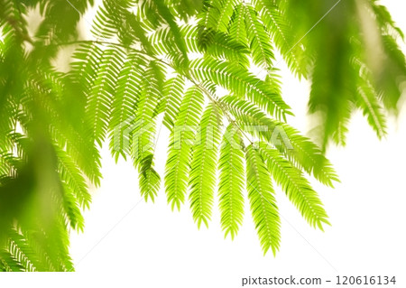 Everfresh: Green Landscapes 120616134
