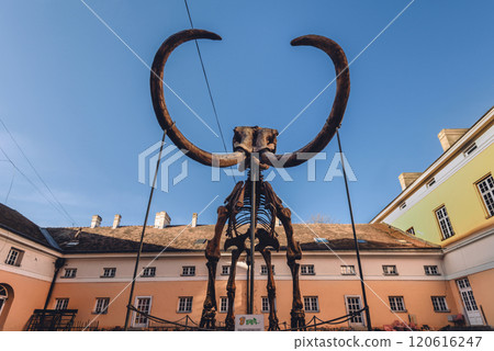 Skeleton of Mammoth in Courtyard of National Museum of Kikinda Skeleton of Mammoth in Courtyard of National Museum of Kikinda 120616247