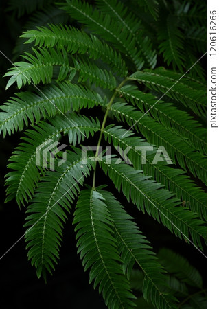 Everfresh: Green Landscapes Everfresh: Green Landscapes 120616266