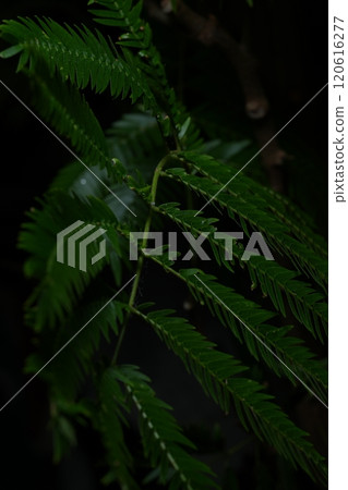 Everfresh: Green Landscapes 120616277