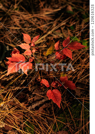 Bright red autumn leaves growing in the shade 120616328