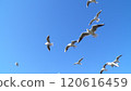 Flight of Ulysporum 120616459