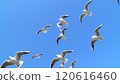 Flight of Ulysporum 120616460