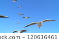 Flight of Ulysporum 120616461