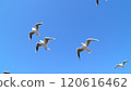 Flight of Ulysporum 120616462