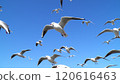 Flight of Ulysporum 120616463